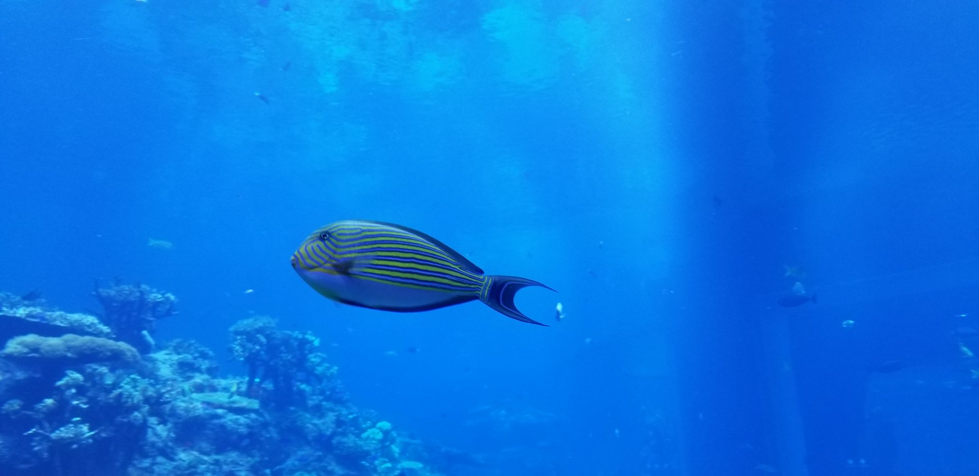 Striped Surgeonfish
