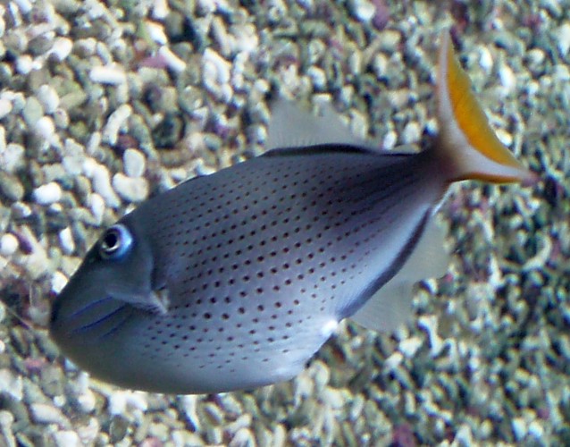 Striped Triggerfish (Xanthichthys lineopunctatus)