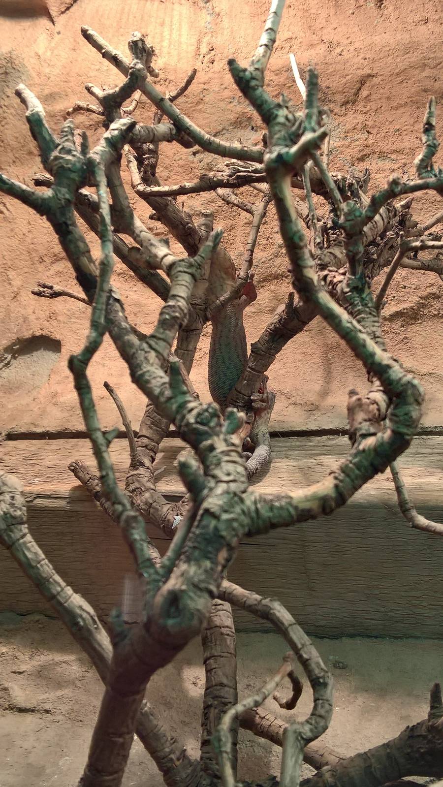 Striped velvet gecko