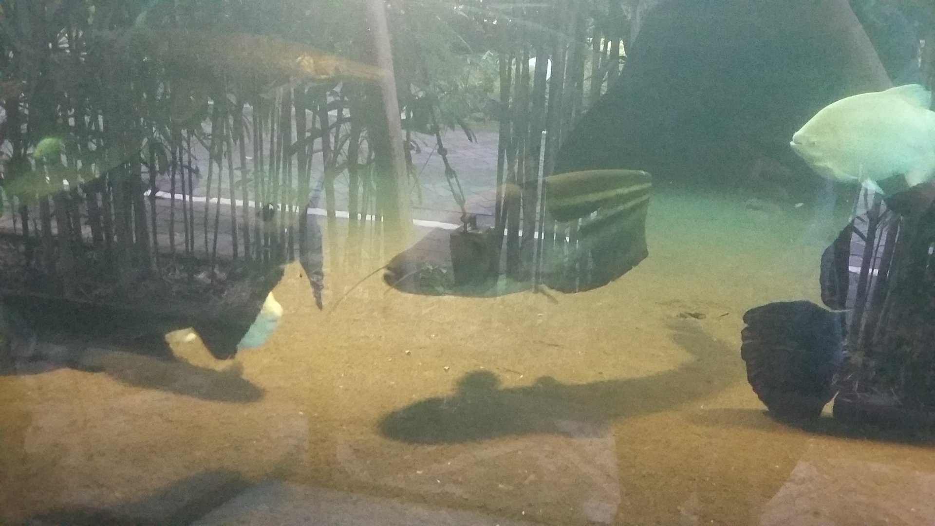 Striped Wallago Catfish (Wallagonia leerii), Red-bellied pacu (Piaractus brachypomus), and Alligator Gar (Atractosteus spatula)