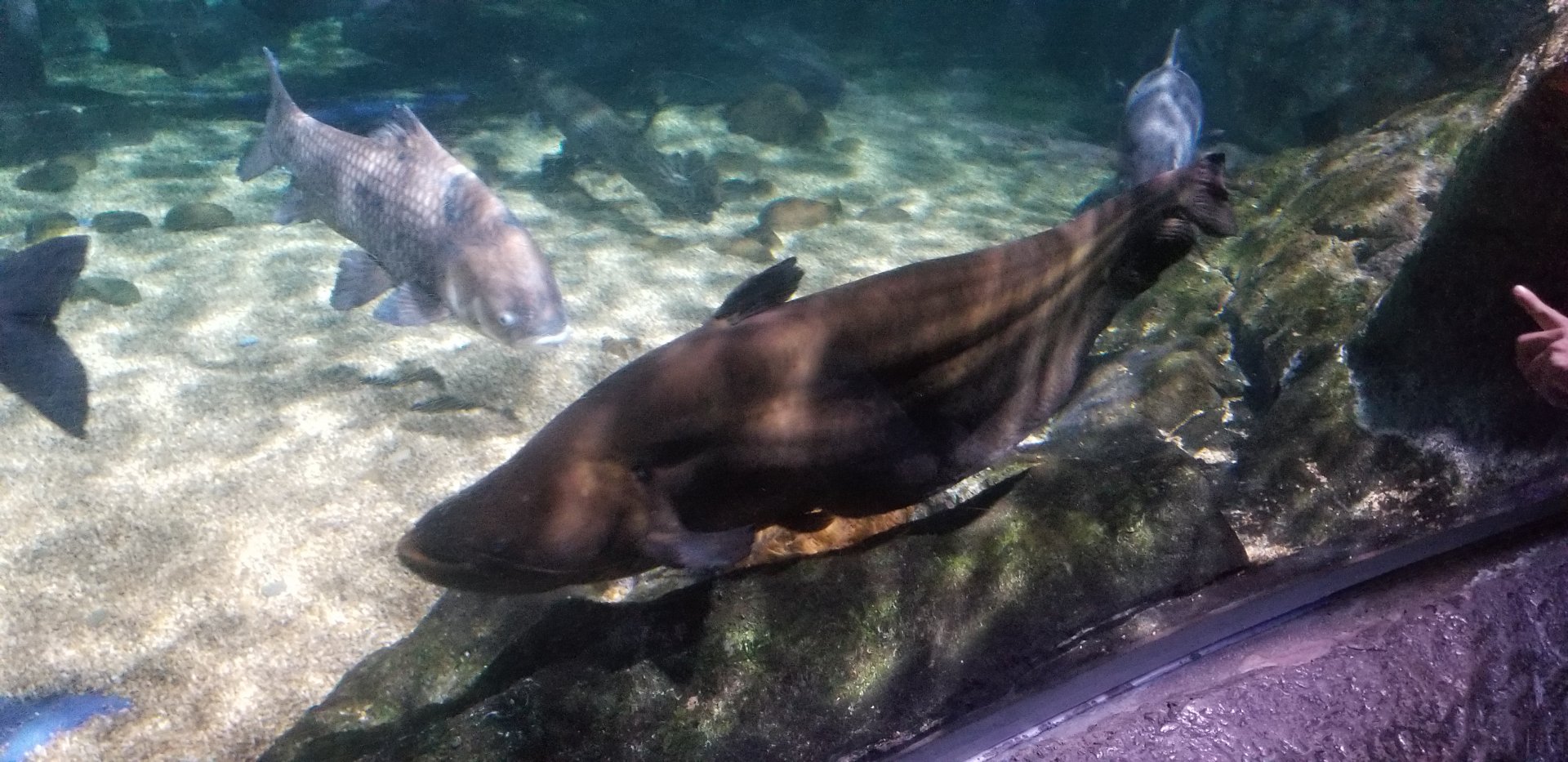 Striped Wallago Catfish