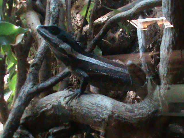 striped water dragon 211010