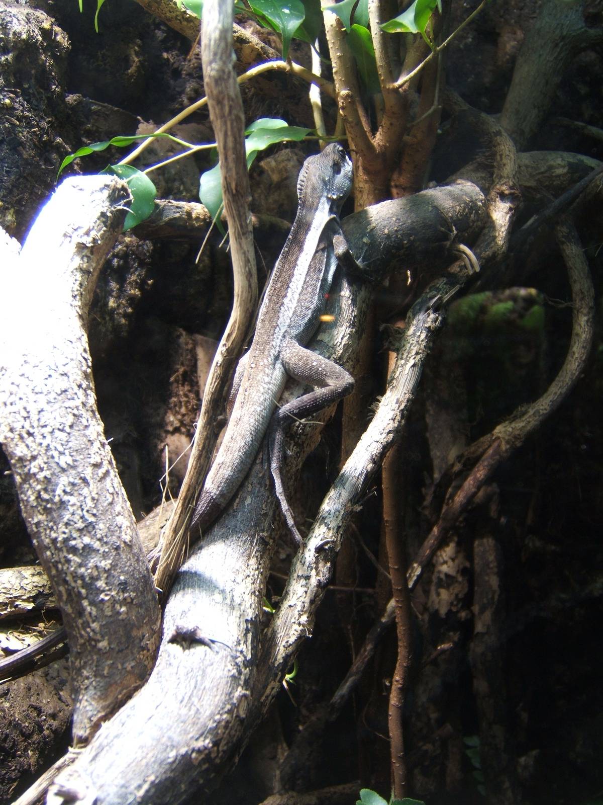 Striped Water Dragon (Lophognathus temporalis)