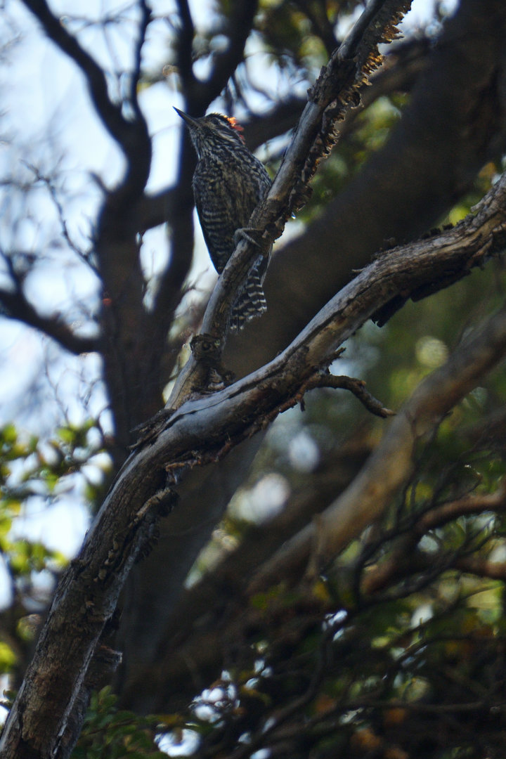 Striped Woodpecker - Dryobates lignarius