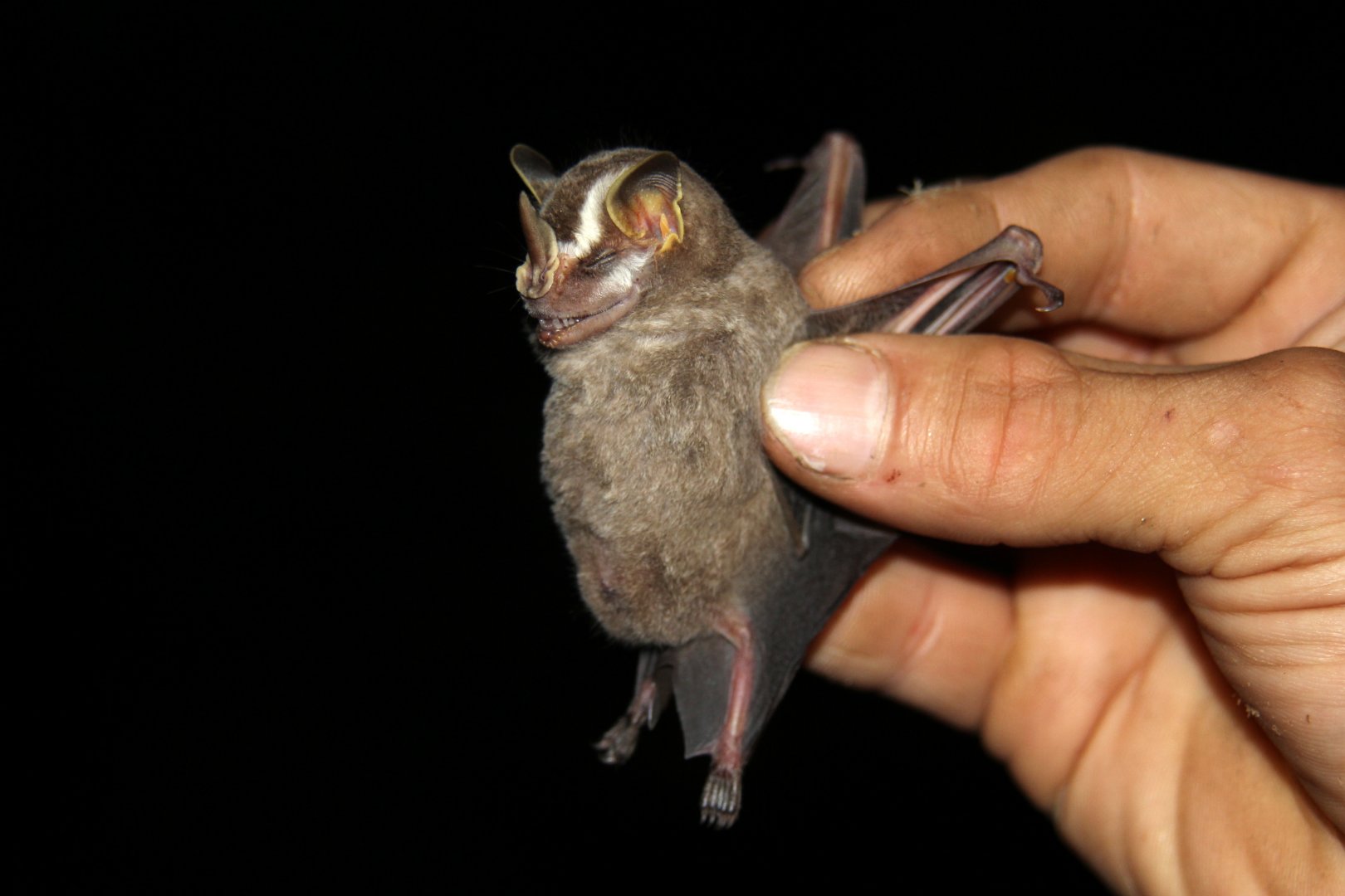 Striped yellow-eared bat (Vampyriscus nymphaea)