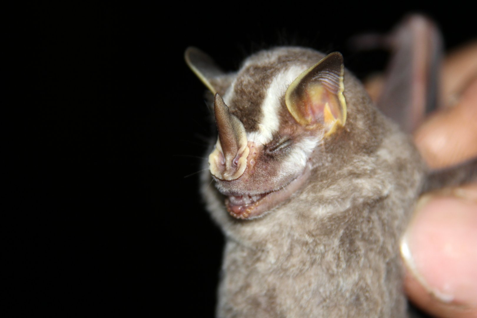 Striped yellow-eared bat (Vampyriscus nymphaea)