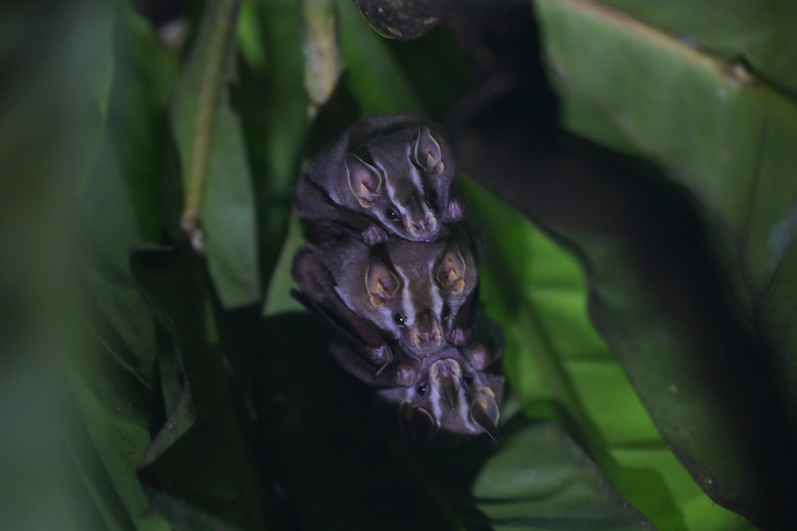 striped yellow-eared bat (Vampyriscus nymphaea)