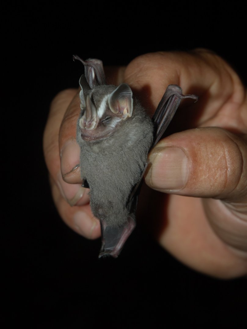 Striped Yellow-eared Bat (Vampyriscus nymphaea)