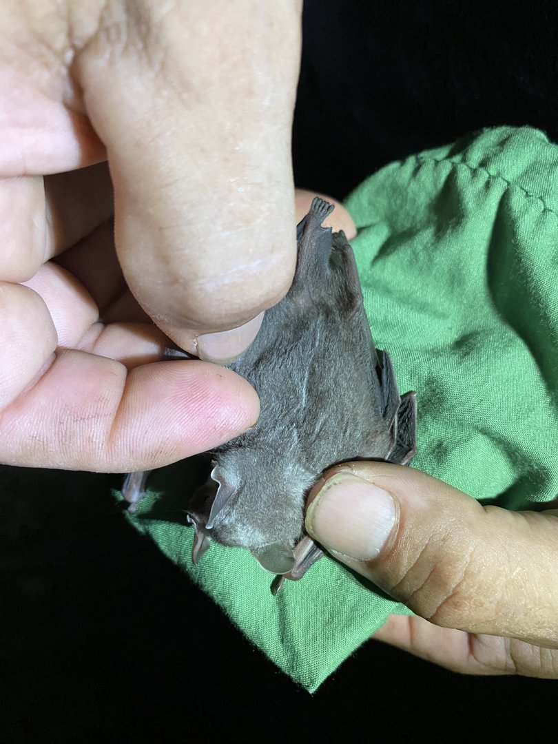 Striped Yellow-eared Bat (Vampyriscus nymphaea)