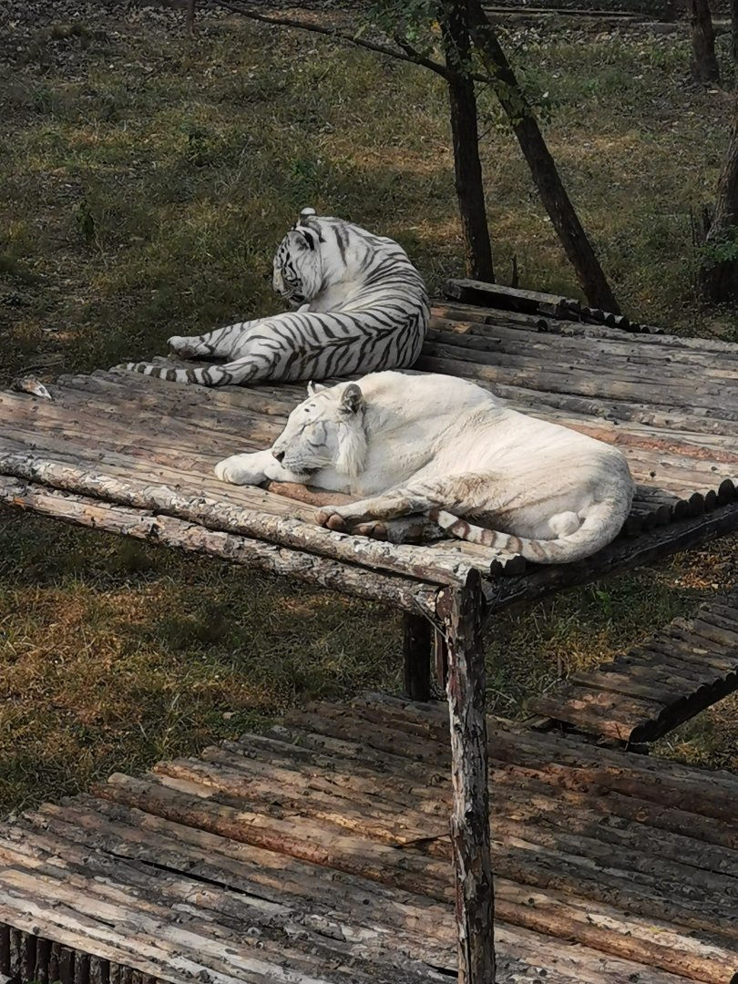 stripeless tiger and white tiger