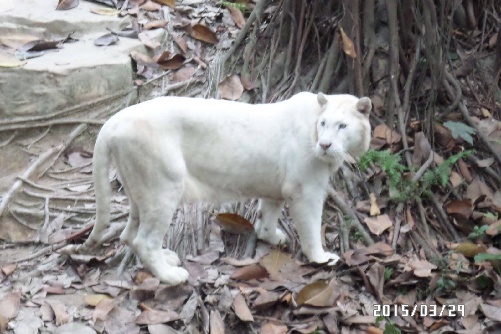 stripeless white tiger