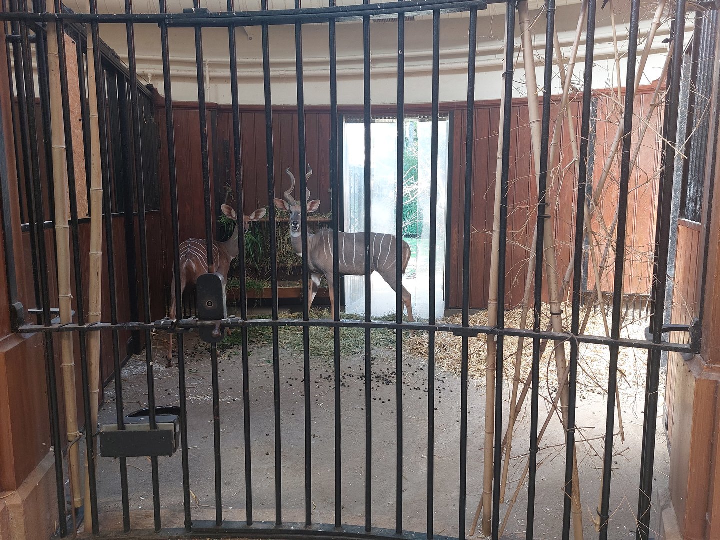 Stripes as camouflage