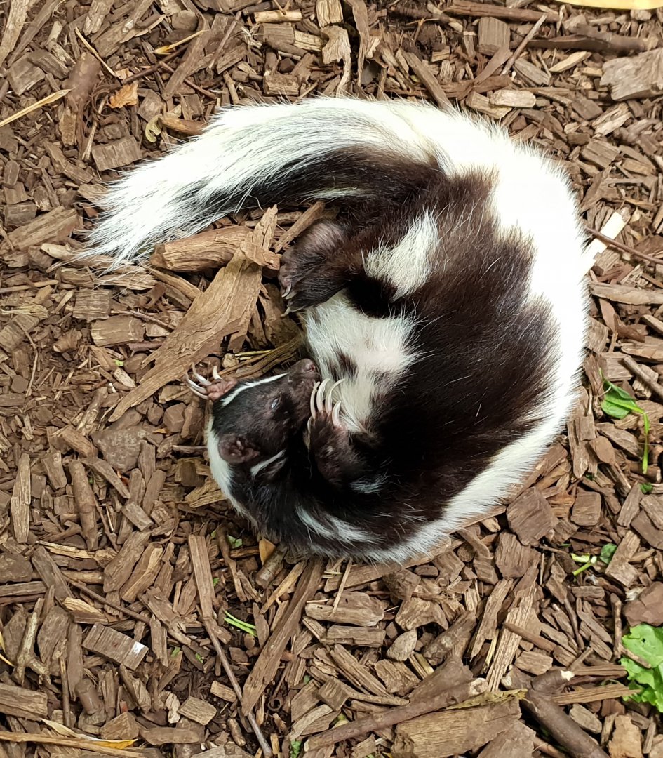 Stripes skunk