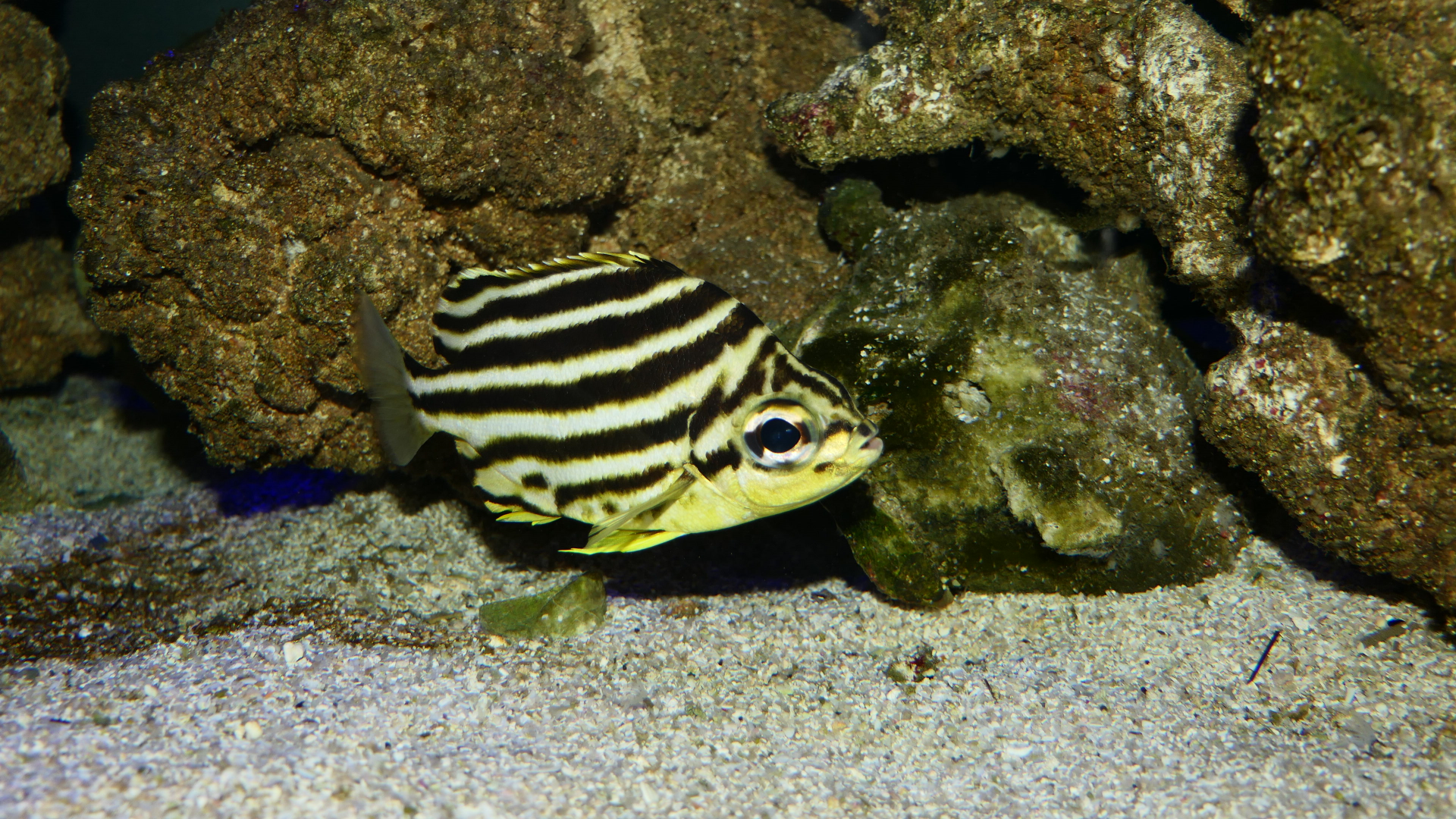 Stripey (Microcanthus strigatus) - Cicerello's Aquarium, Fremantle