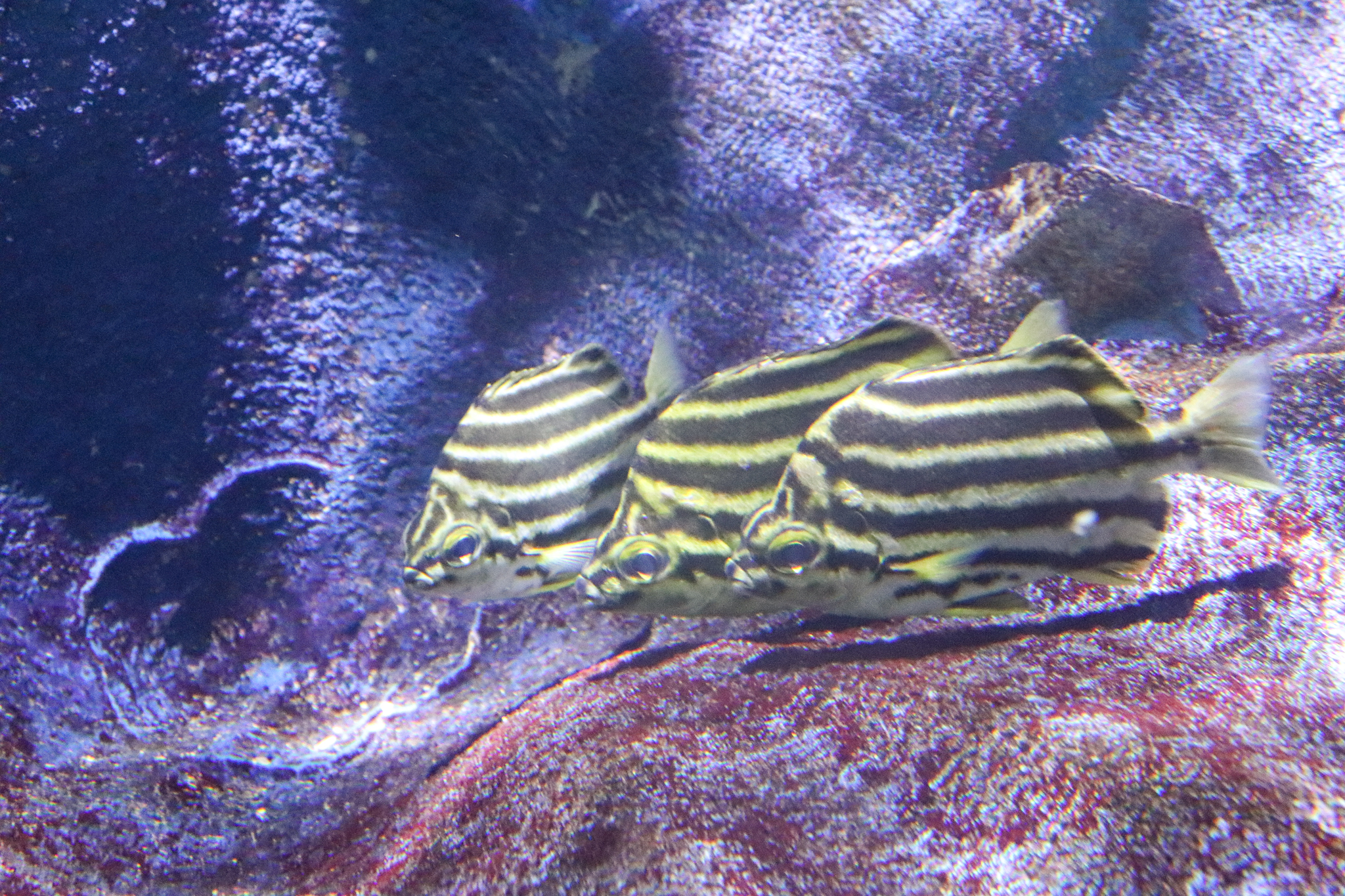 Stripey (Microcanthus strigatus) - December 2018