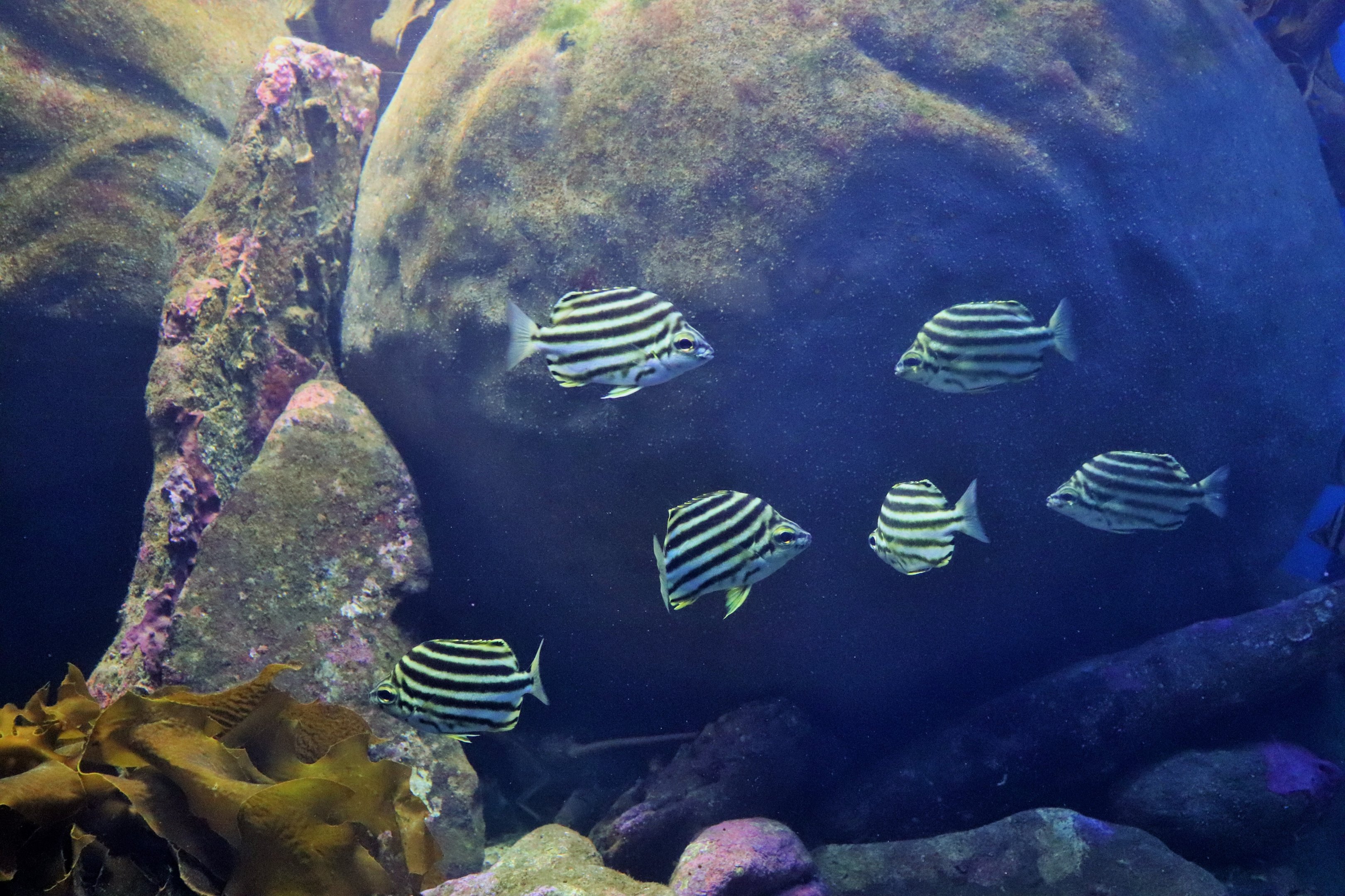 Stripey (Microcanthus strigatus)