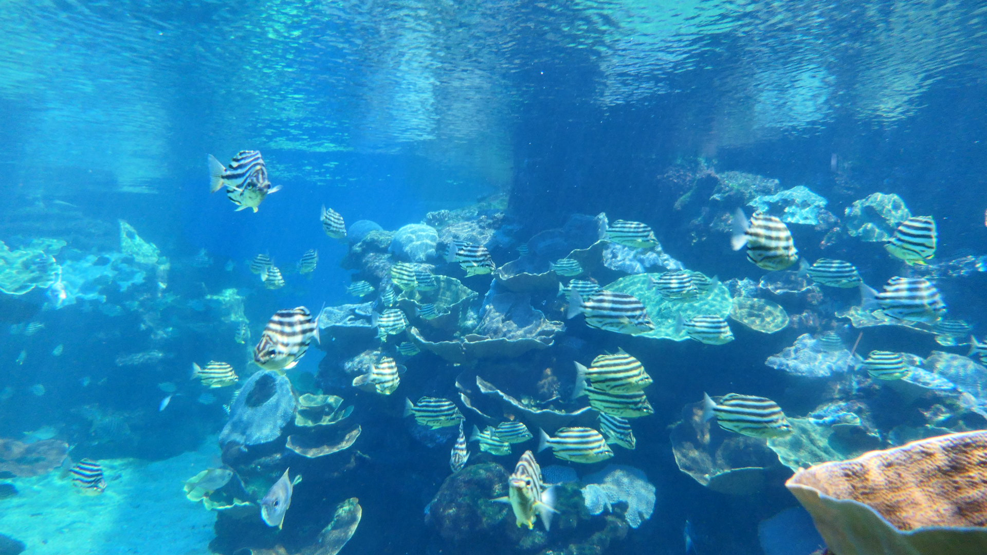 Stripey (Microcanthus strigatus)