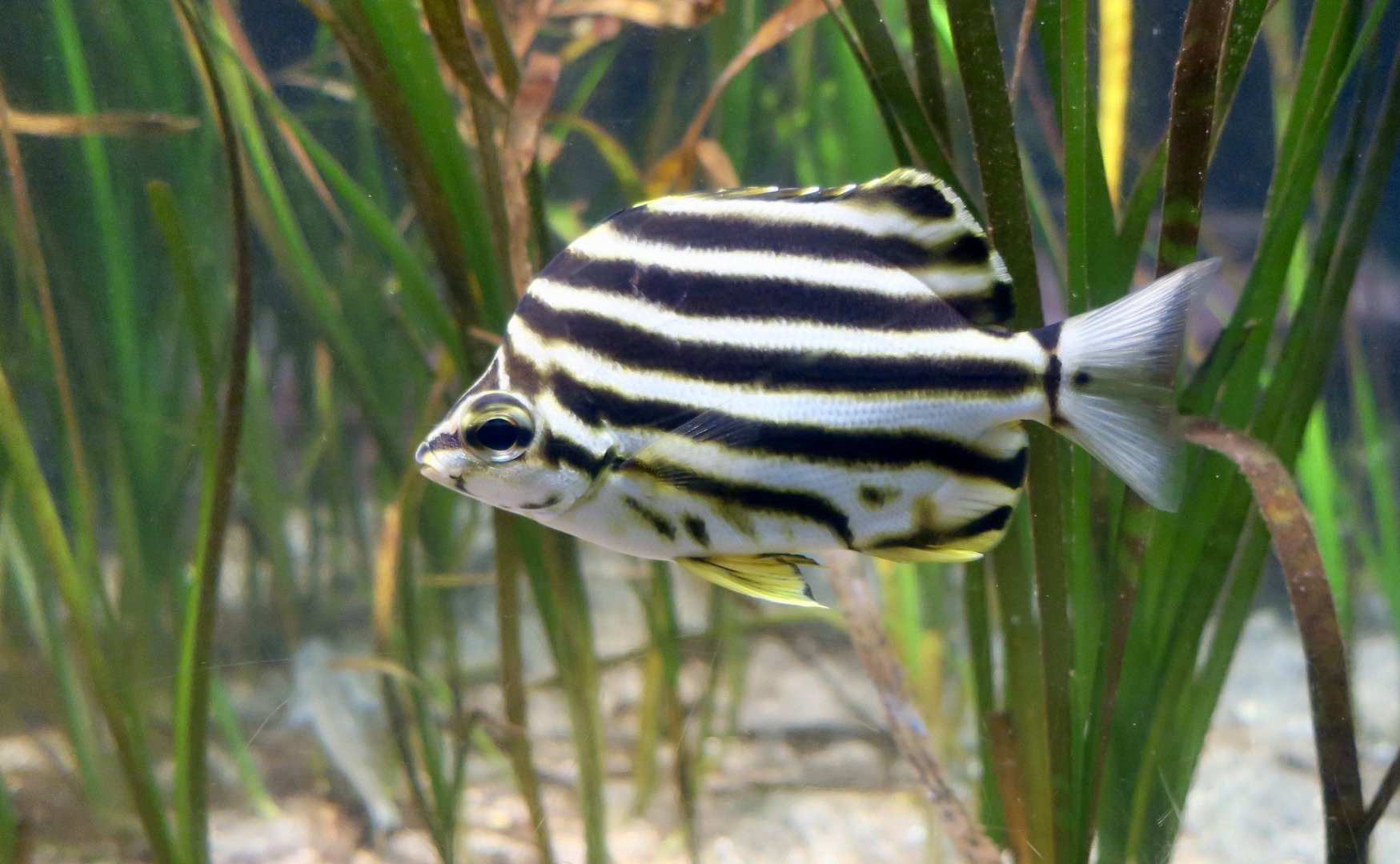 Stripey (Microcanthus strigatus)