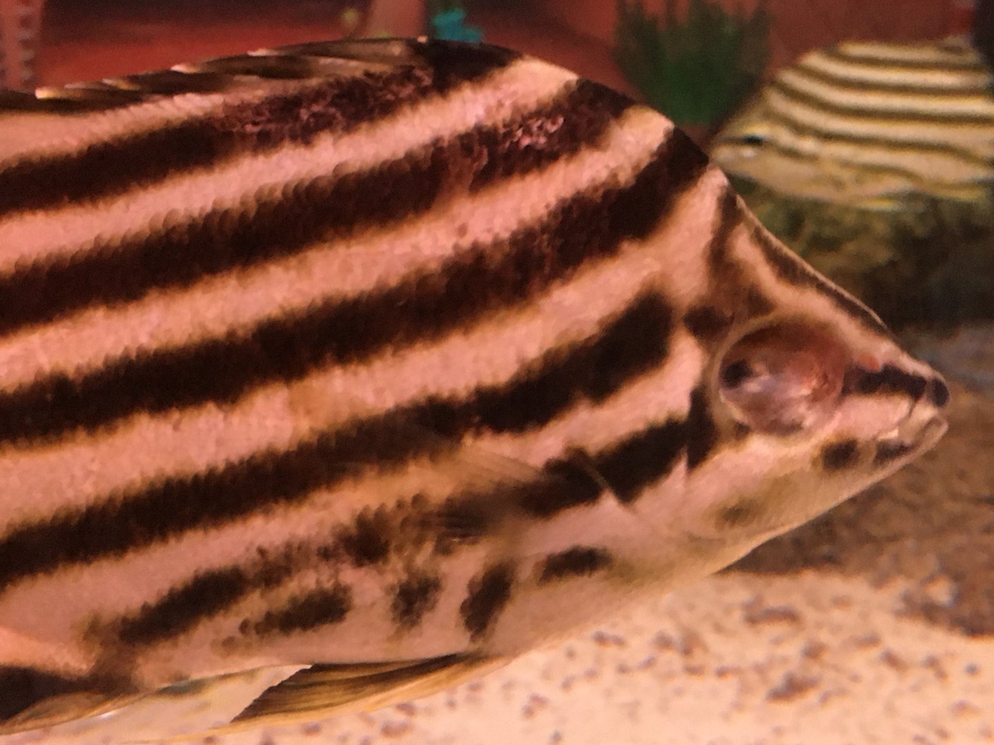 Stripey missing an eye