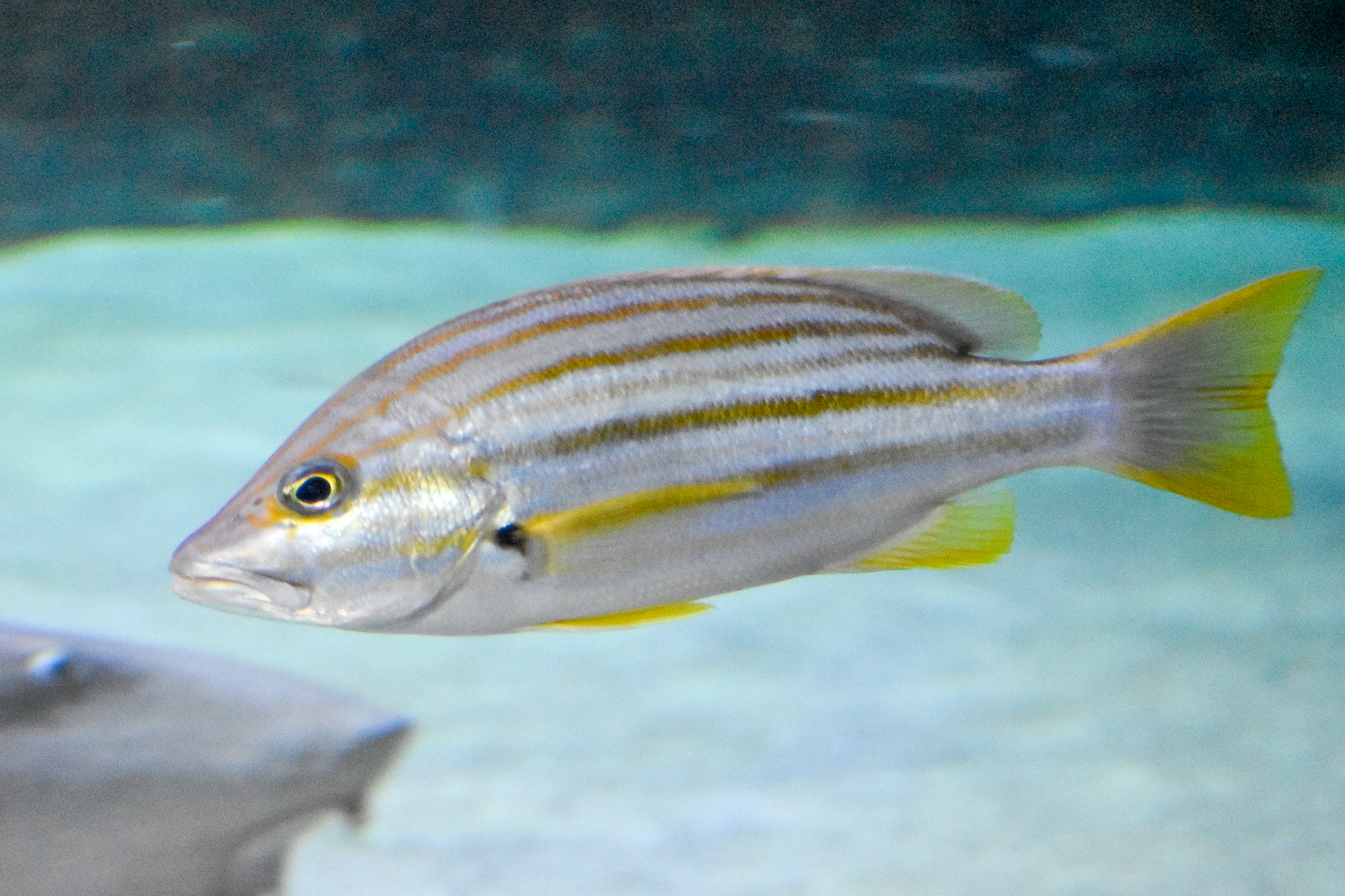 Stripey Snapper (Lutjanus carponotatus)