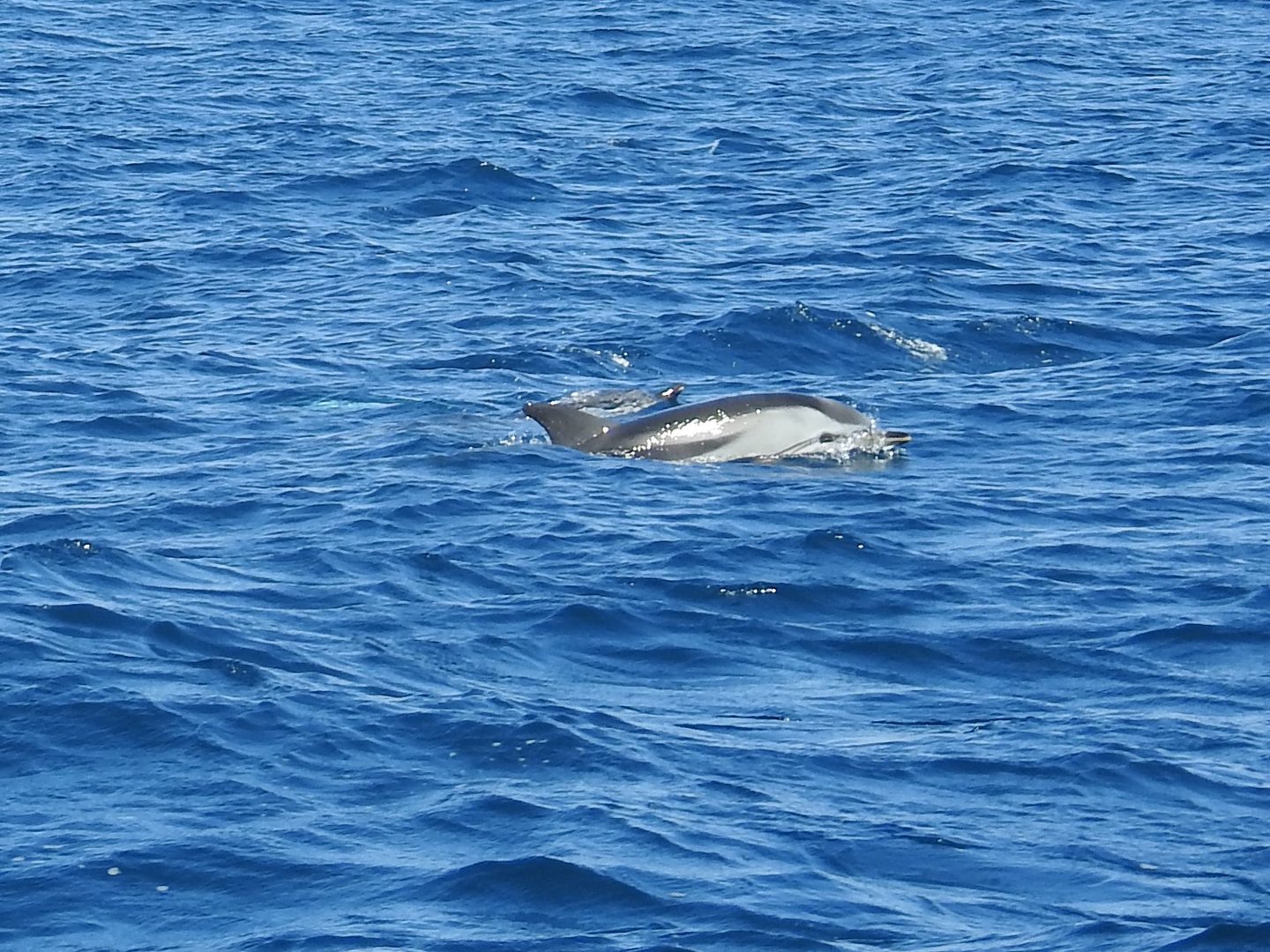 Stripped Dolphins