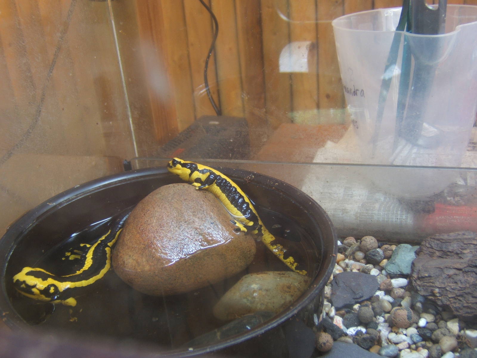 Stripped Fire Salamander