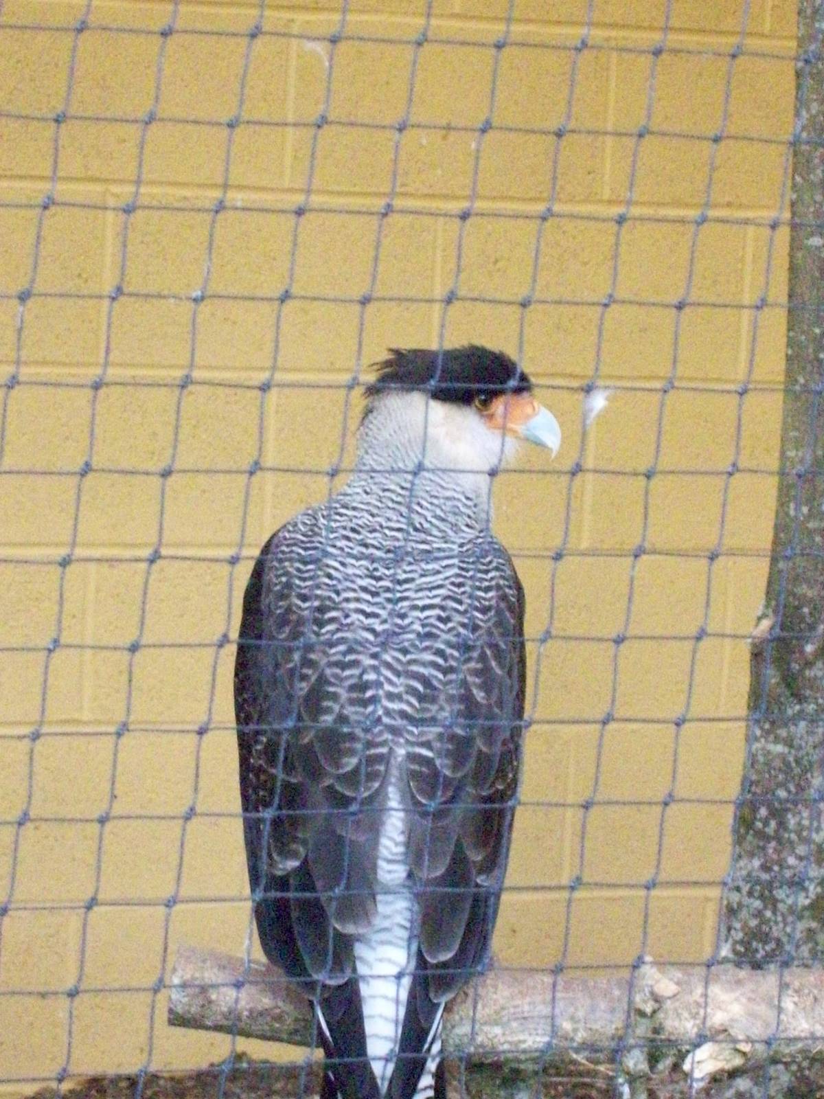 strirated caracara