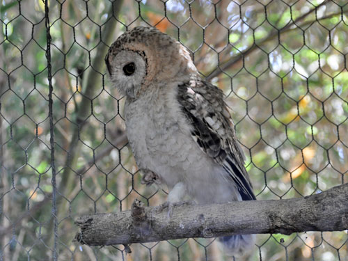 Strix hadorami at Zoological Center Tel-Aviv - Ramat-Gan - uploaded on behalf of alexkant