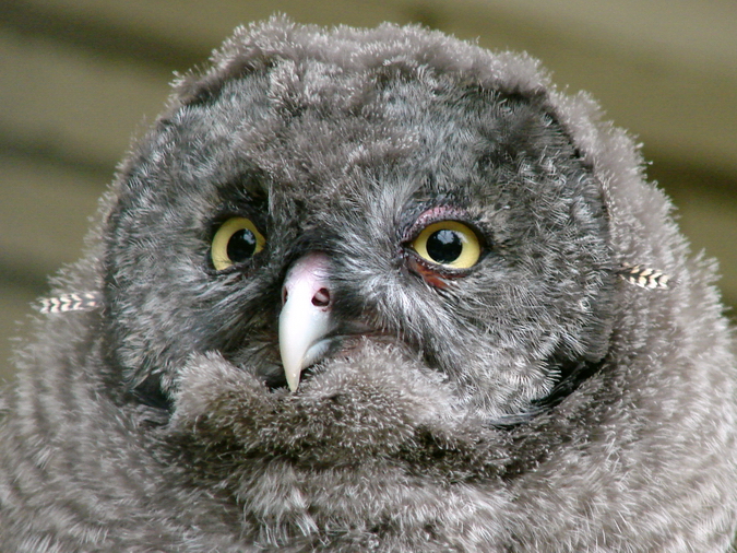 Strix nebulosa lapponica / Great grey owl (juvenile)