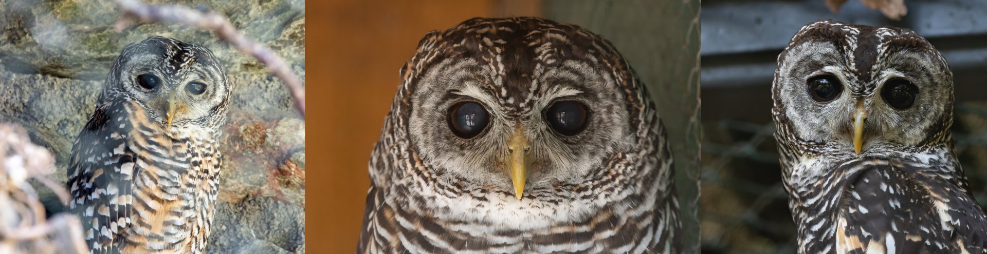 Strix rufipes x chacoensis?