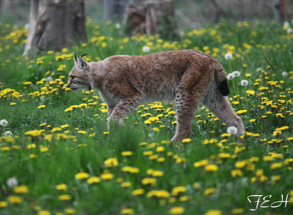 strolling through the flowers