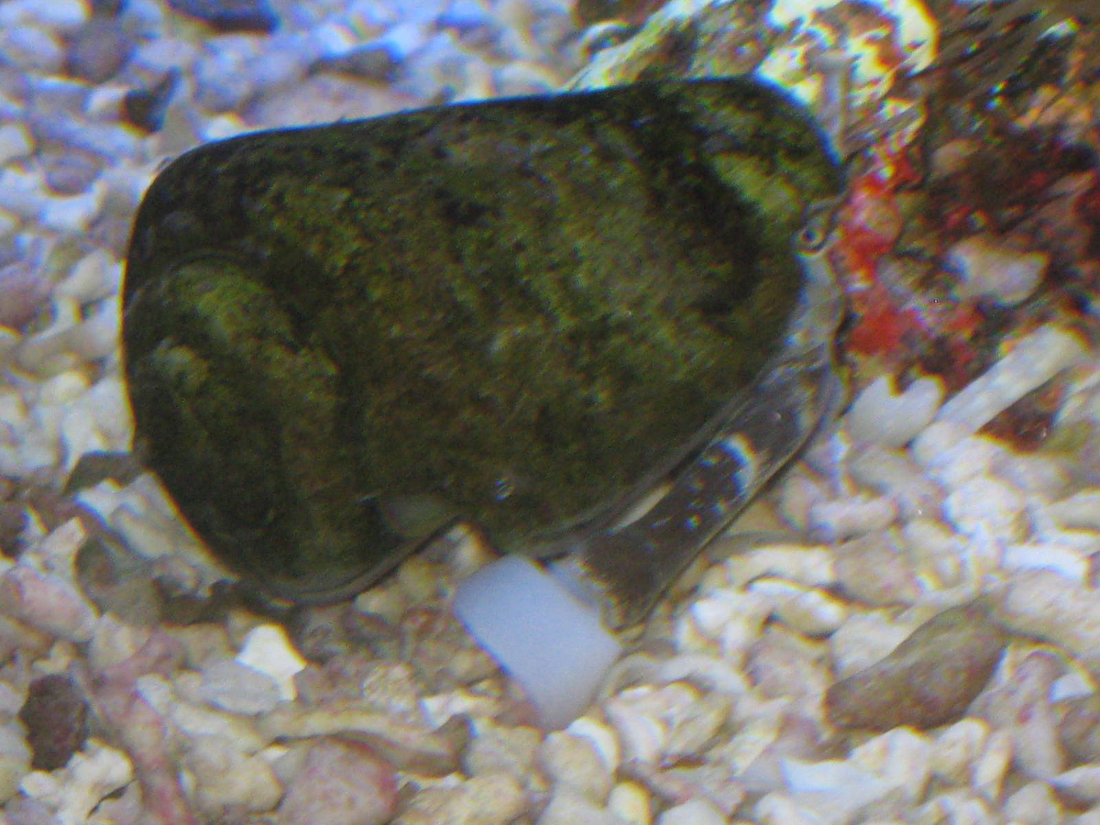 Strombus sp. (labelled as cone shells)