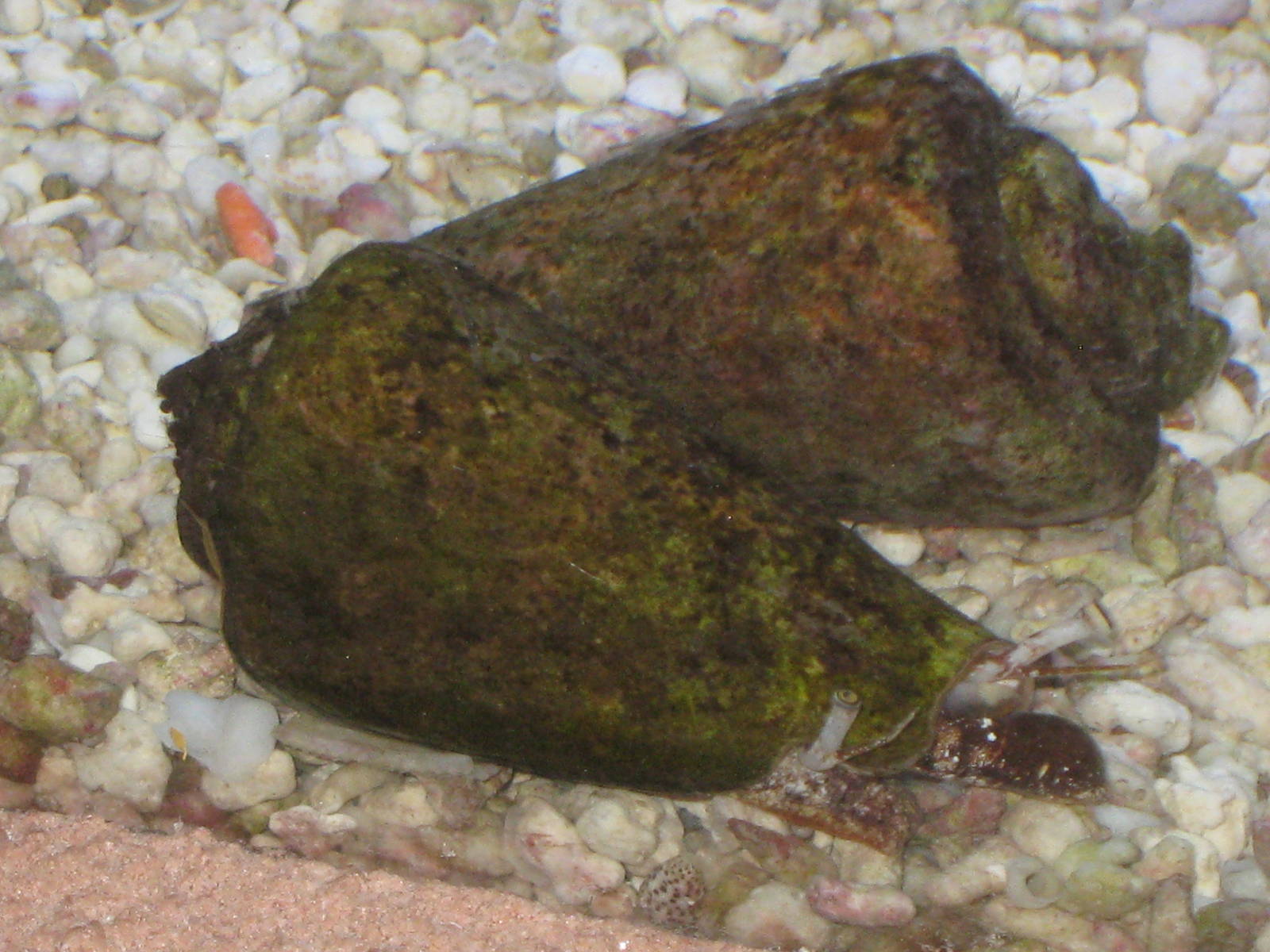 Strombus sp. (labelled as cone shells)