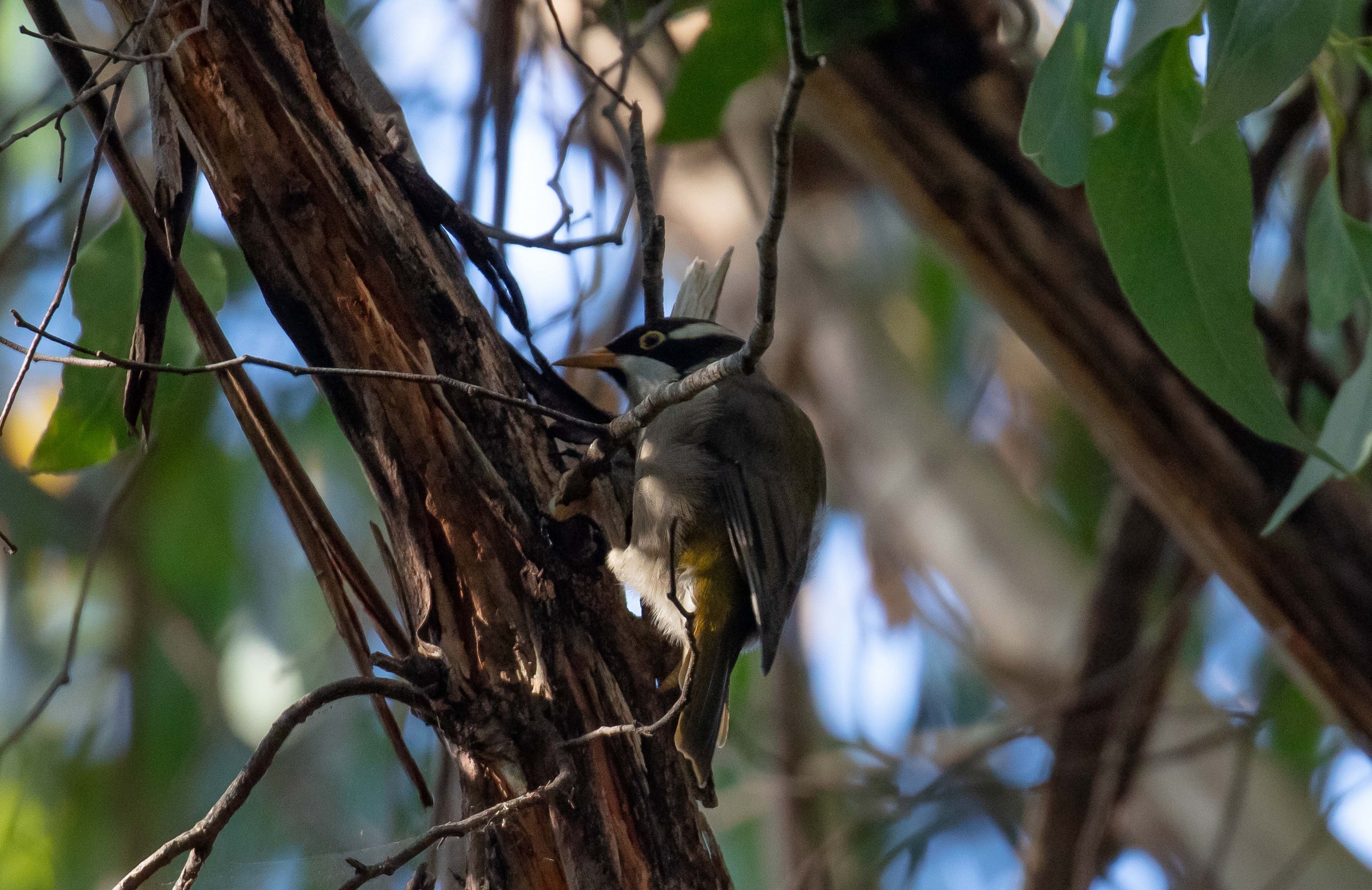 Strong-billed Honeyeater juvenile