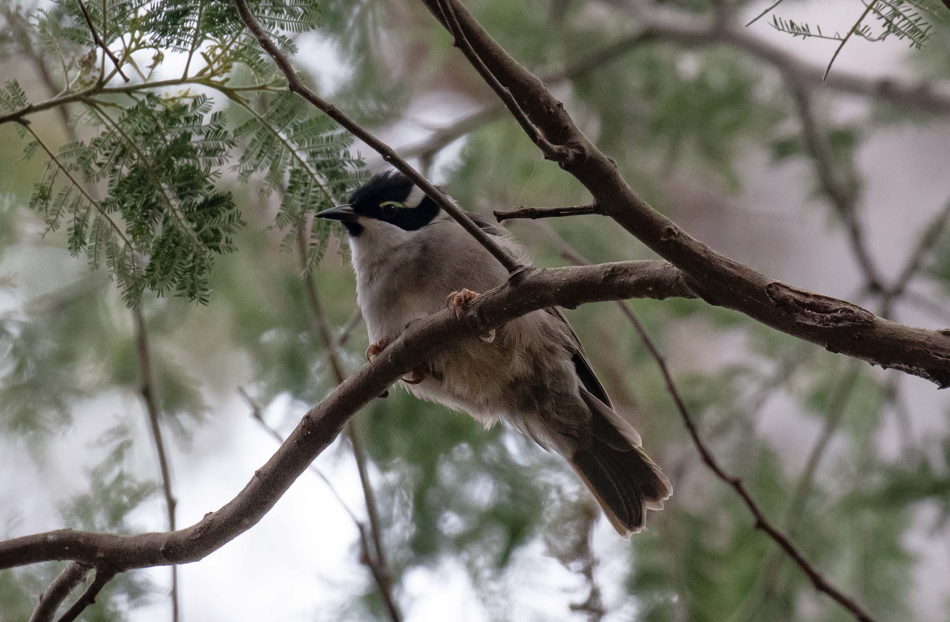 Strong-billed Honeyeater