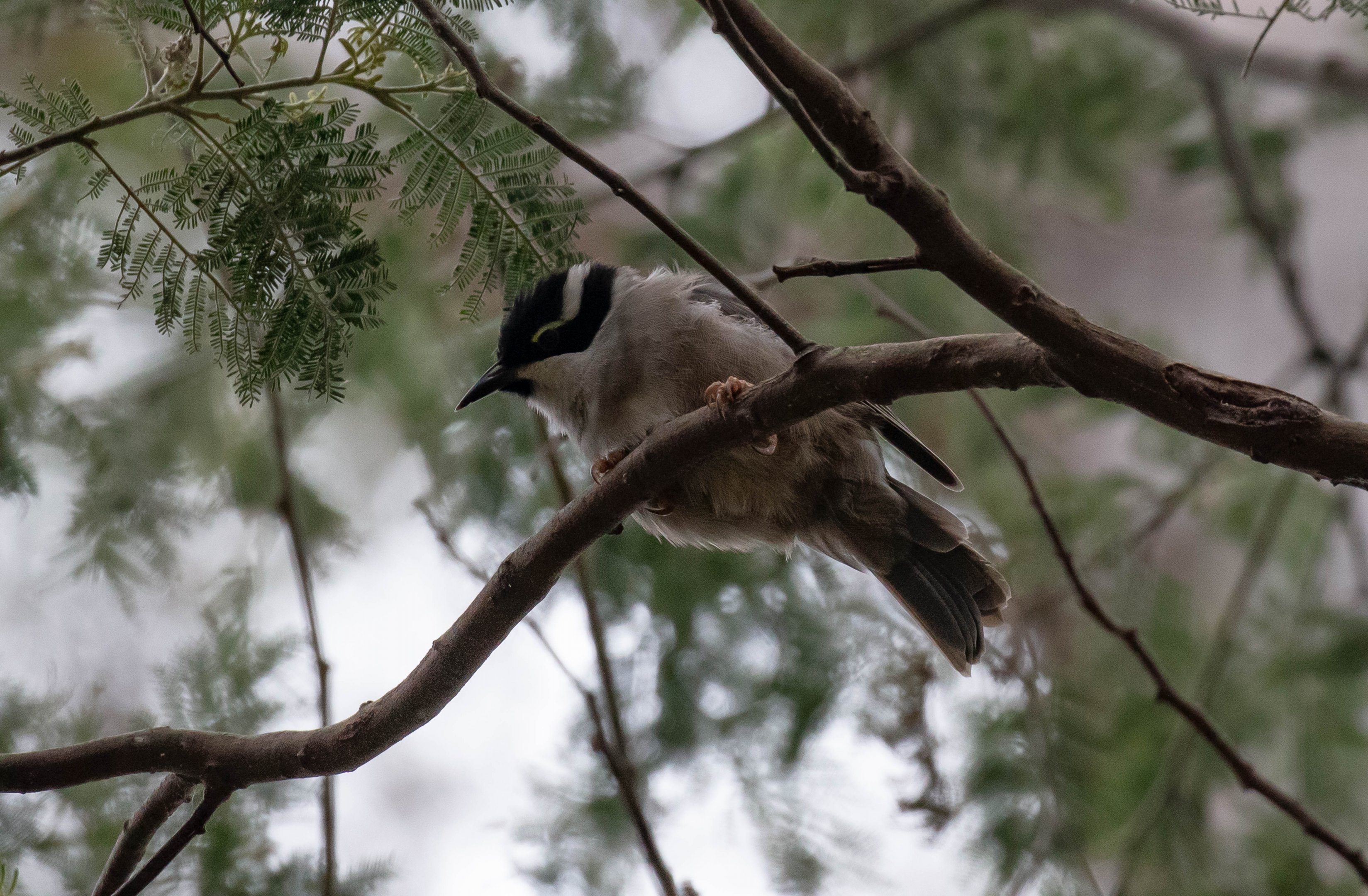 Strong-billed Honeyeater