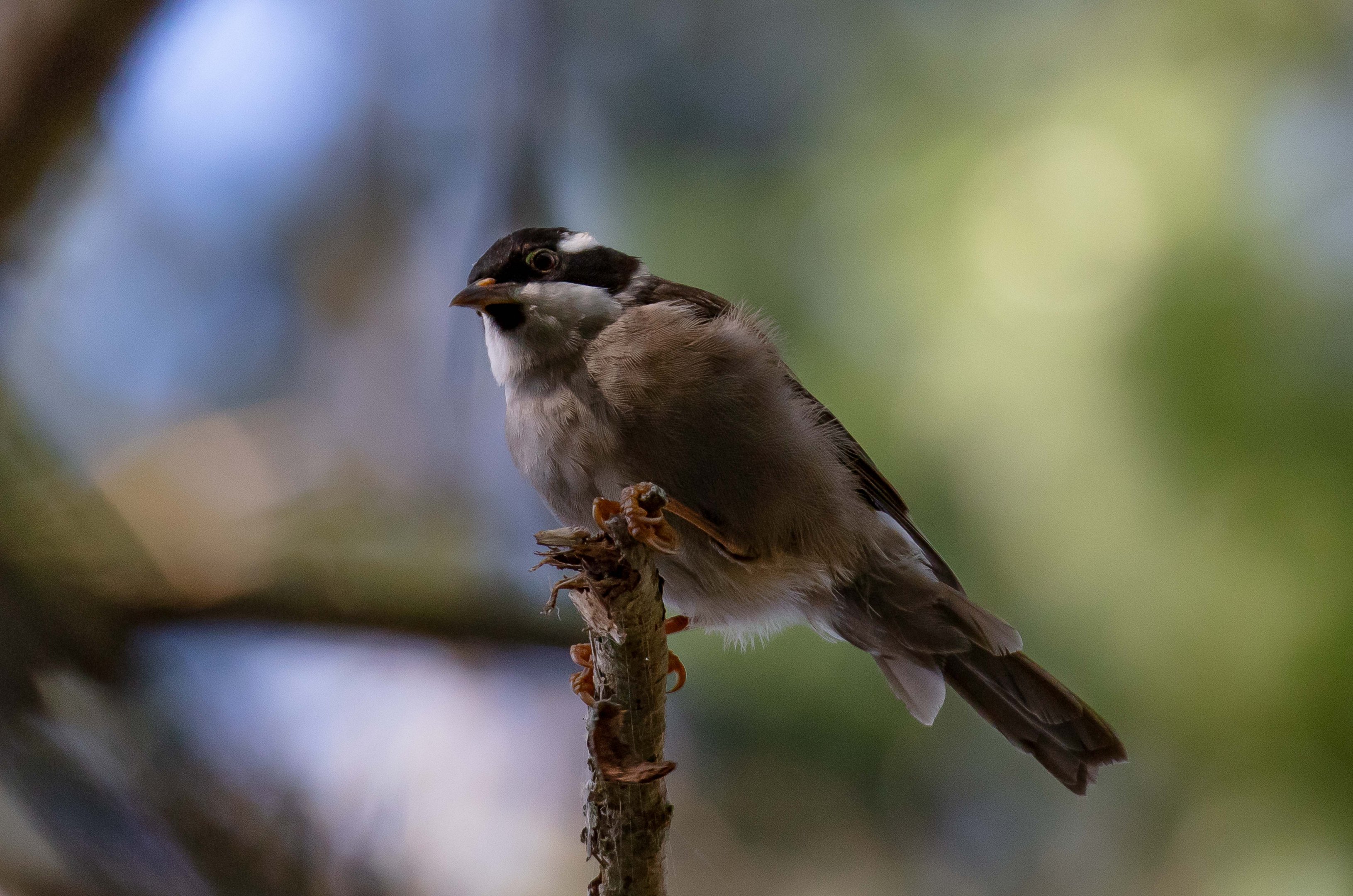 Strong-billed Honeyeater