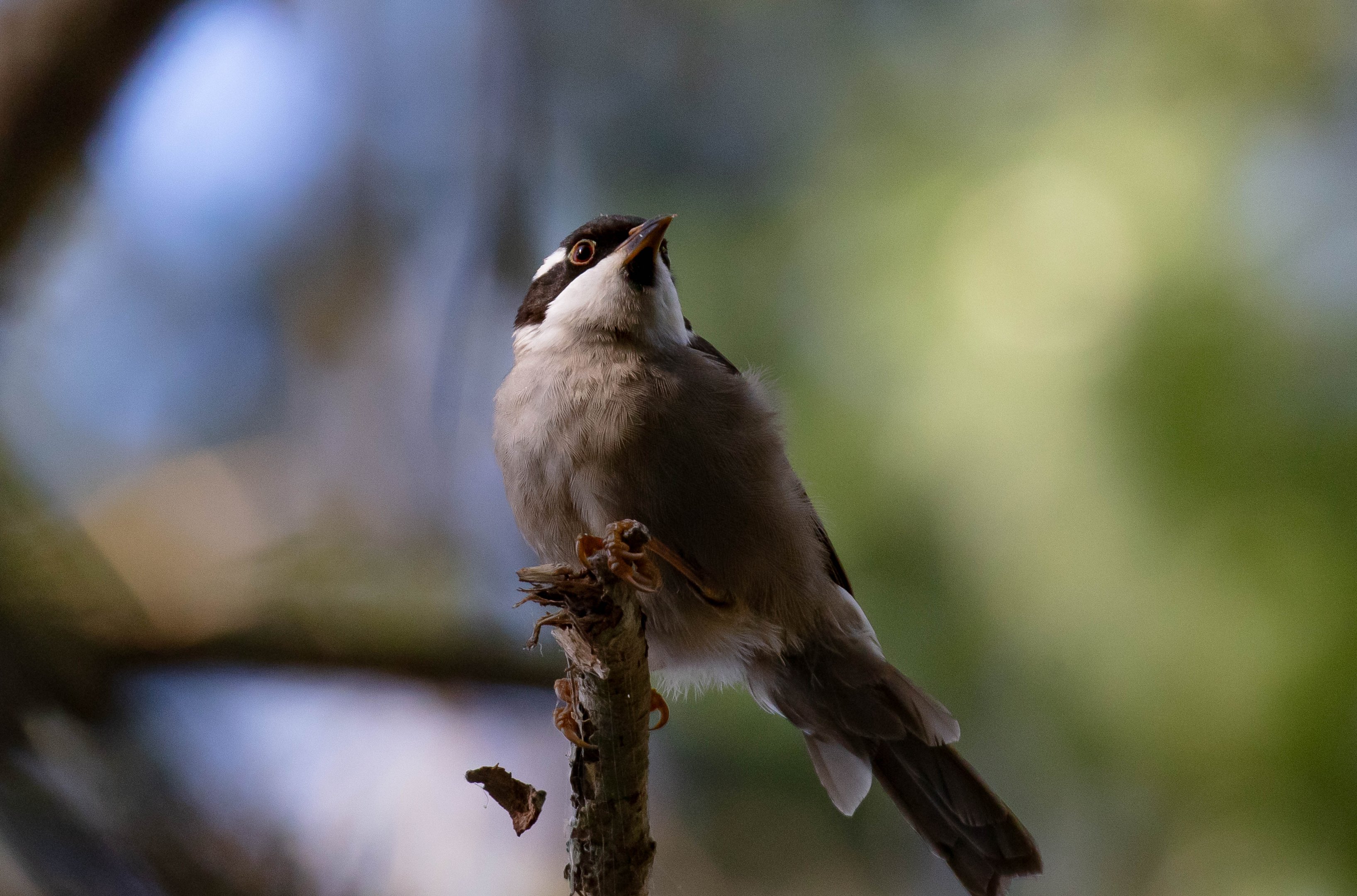 Strong-billed Honeyeater