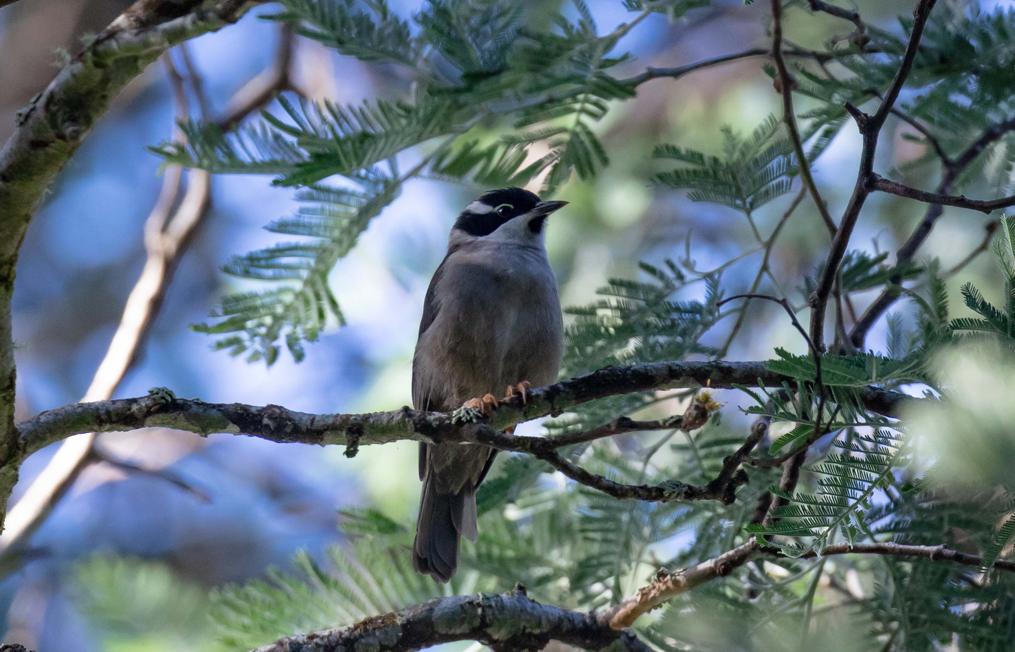 Strong-billed Honeyeater