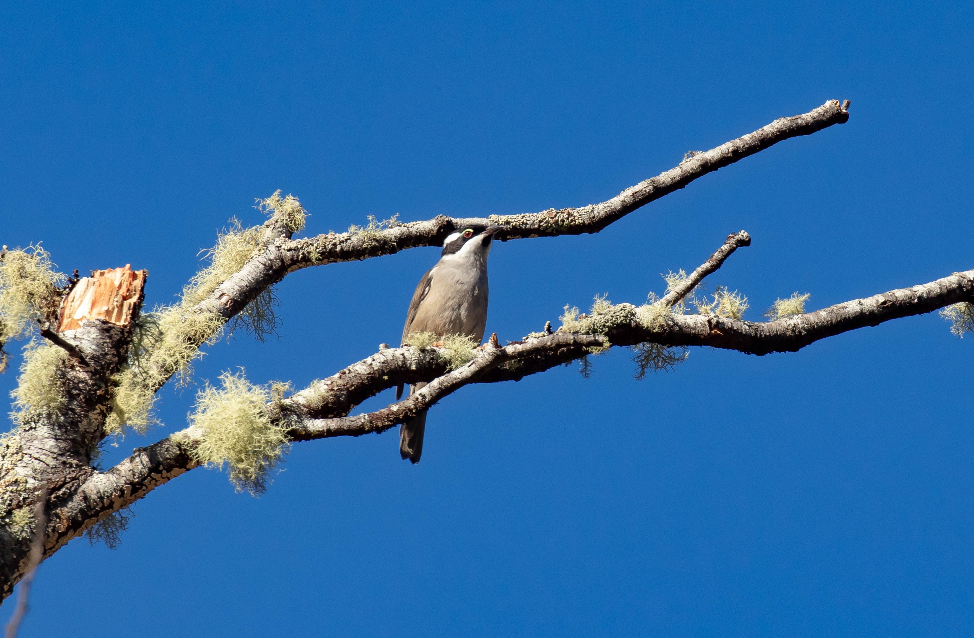 Strong-billed Honeyeater