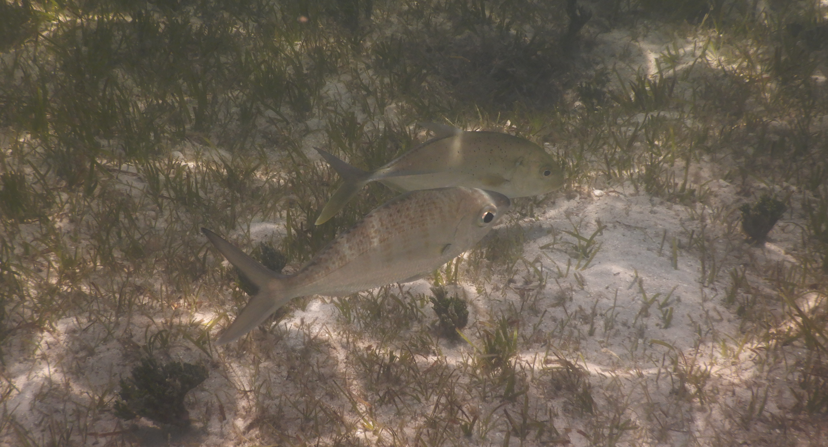 Strongspine Silverbiddy (Gerres longirostris) and Brassy Trevally juvenile (Caranx papuensis) - Green Island