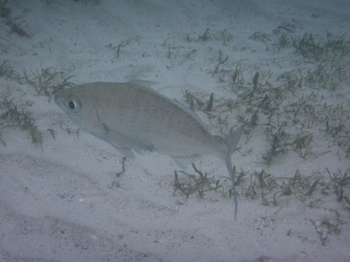 Strongspine Silverbiddy (Gerres longirostris)
