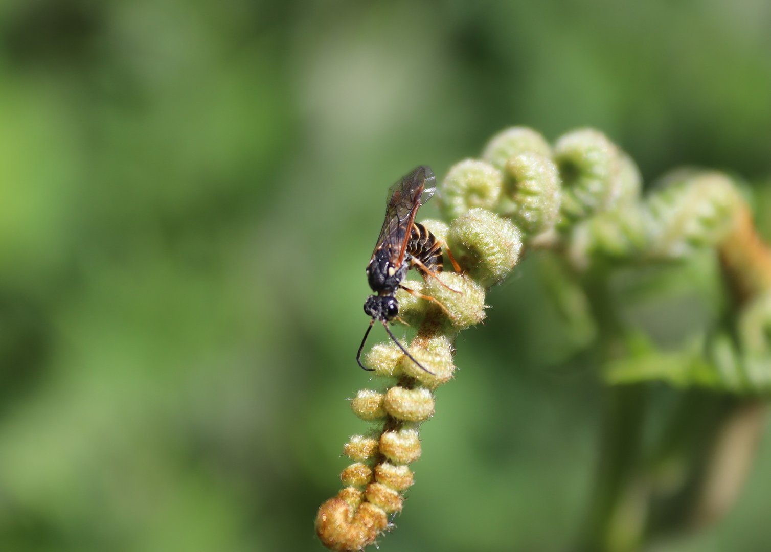 Strongylogaster multifasciata