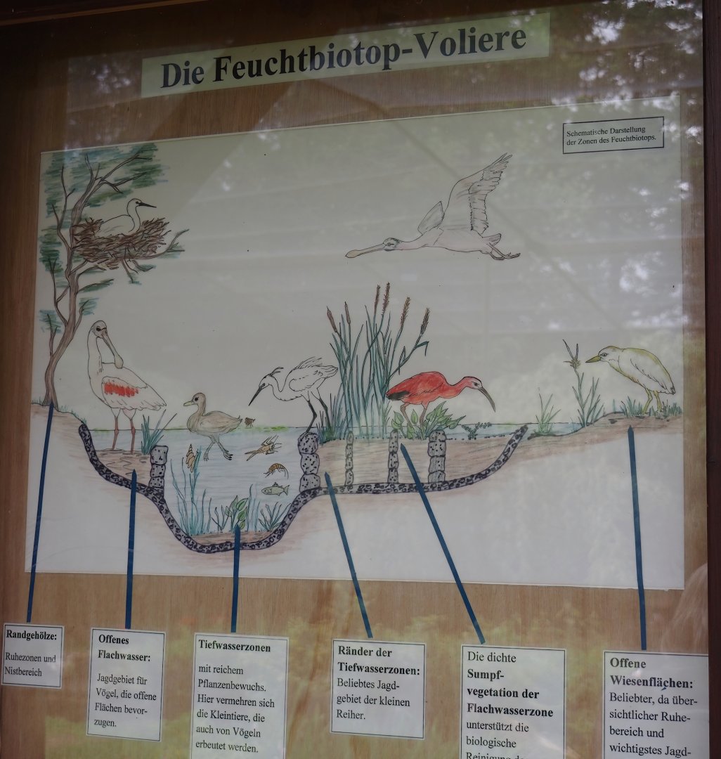Structure of the pond in the large wetland walk-through aviary signage, 2025-05-22
