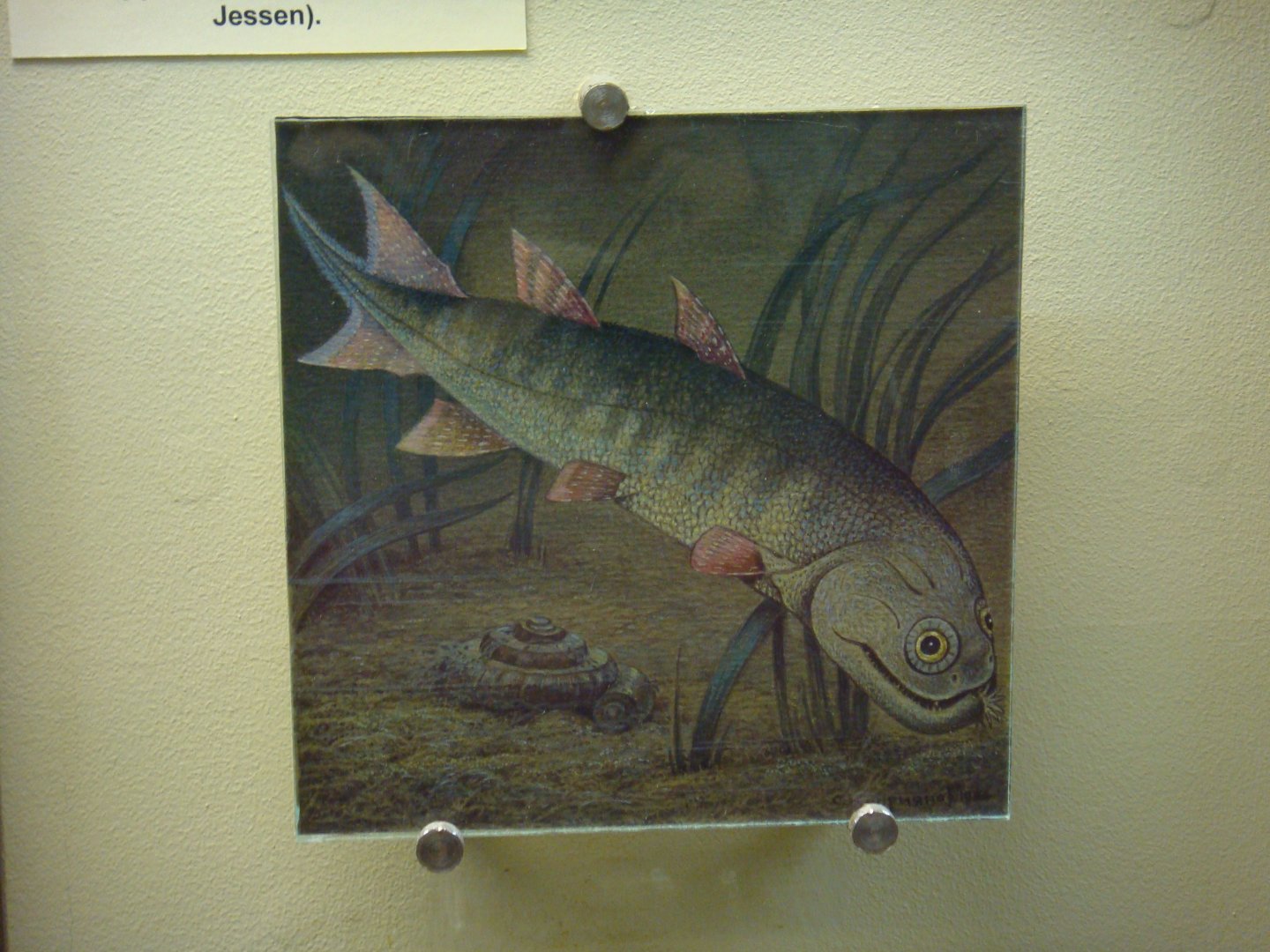 Strunius reconstruction