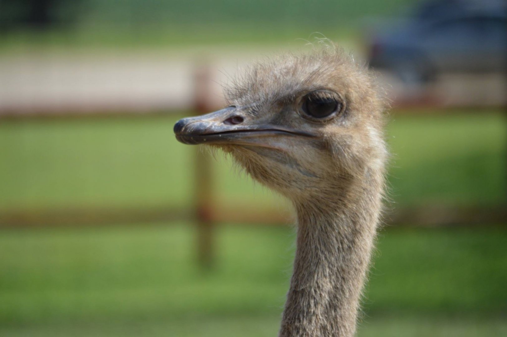 Struthio camelus australis - Safari Lake Geneva
