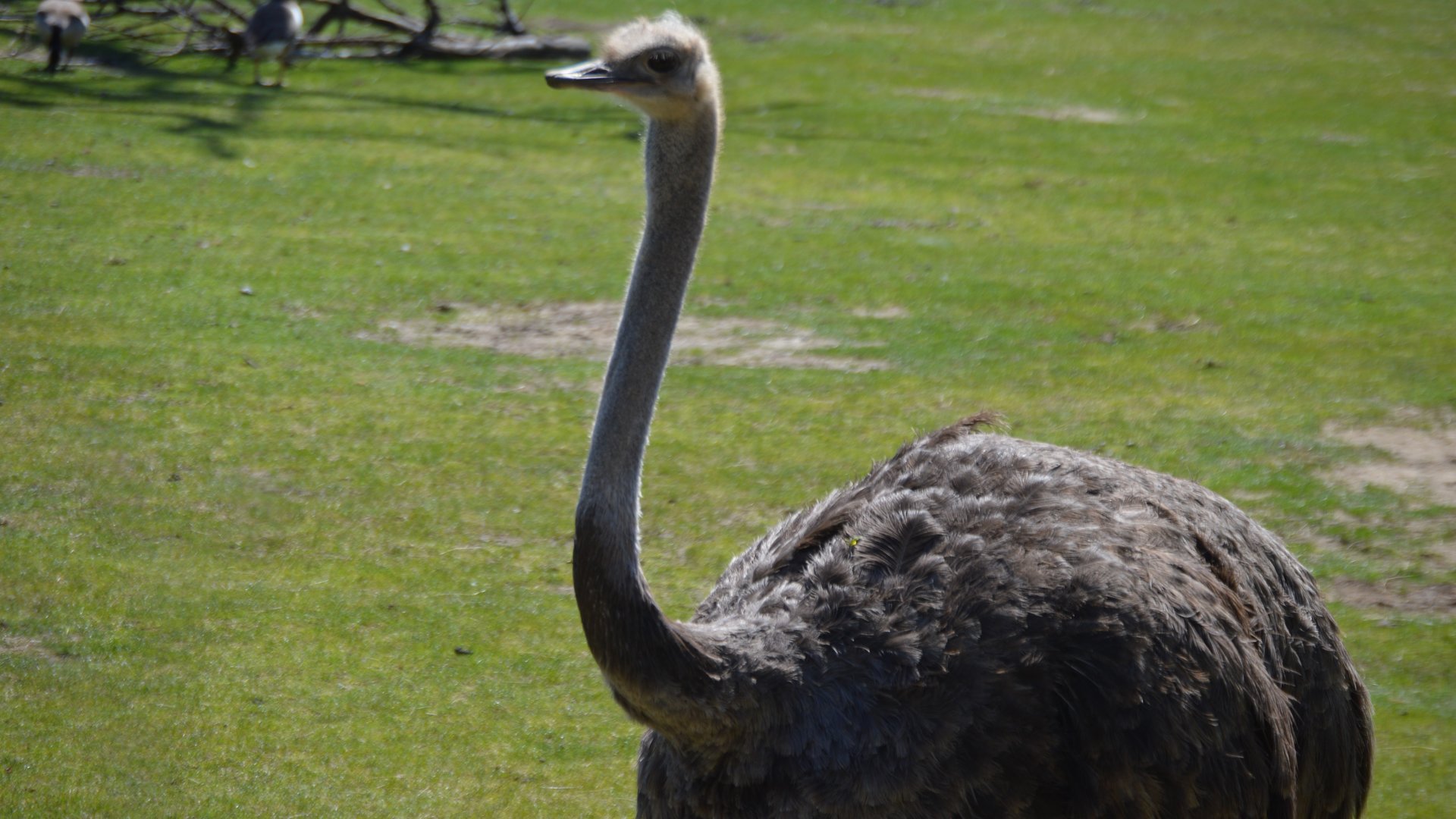 Struthio camelus australis