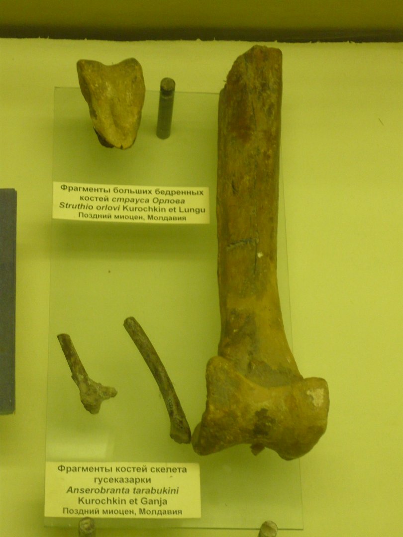 Struthio orlovi and Anserobranta tarabukini bones