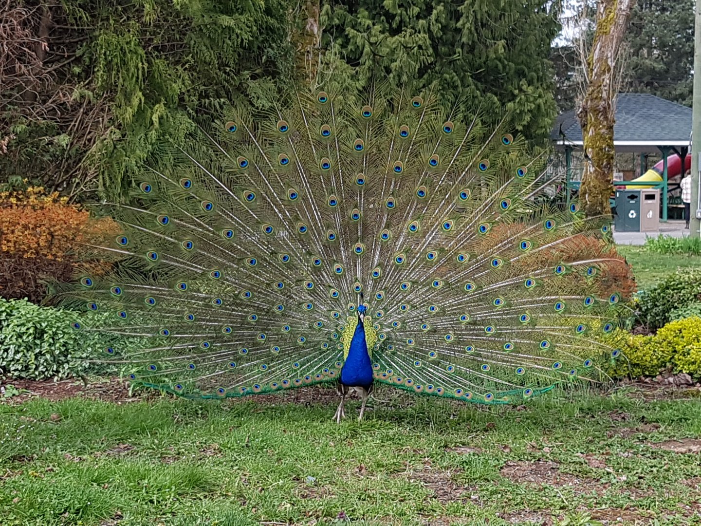Stuart (Indian Peacock)