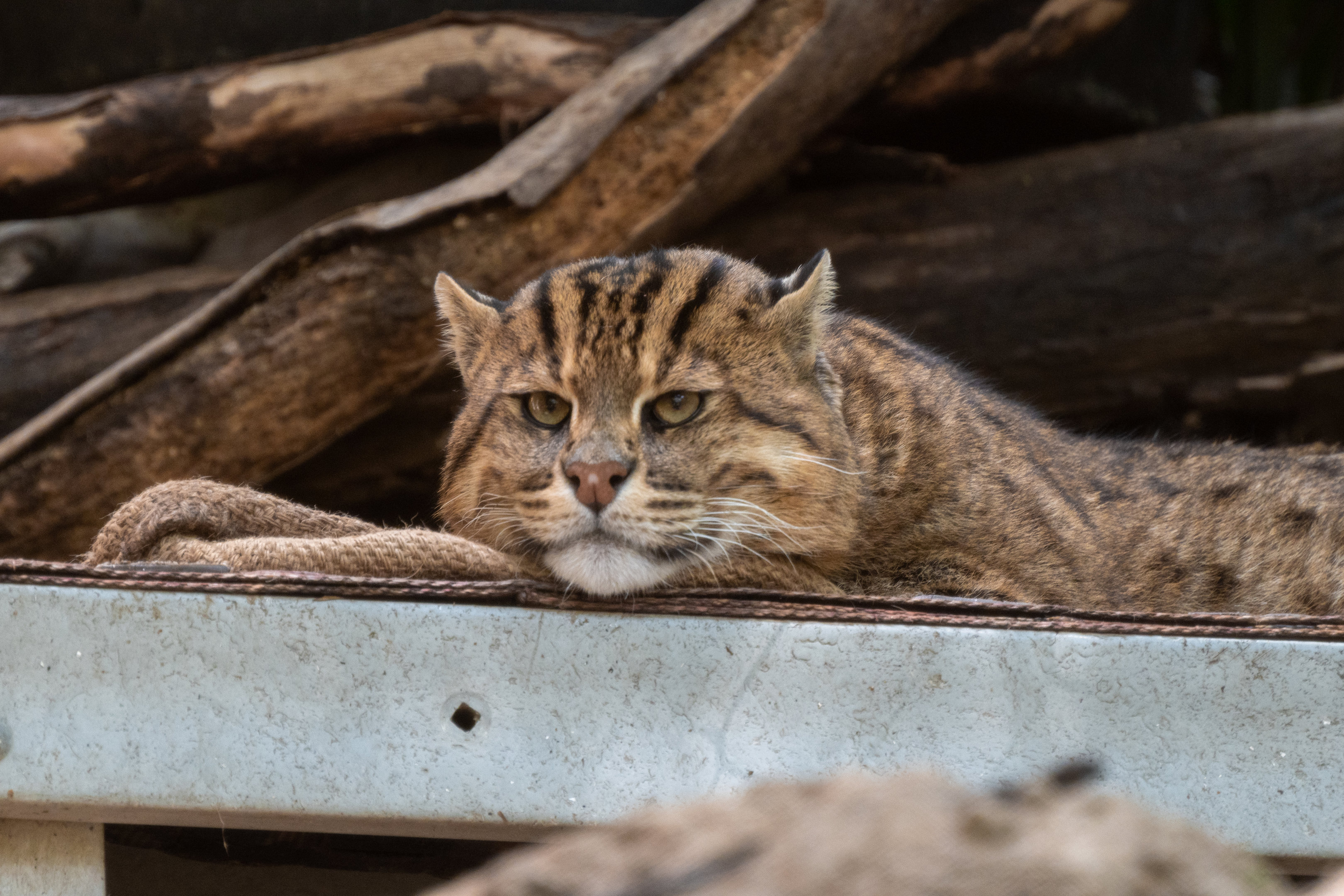 Stuart the Fishing Cat